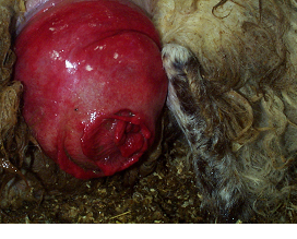 disease picture vaginal Tommys bookmaeks orgy