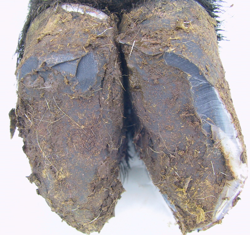 Top 99+ Pictures Pictures Of Foot Rot In Sheep Superb