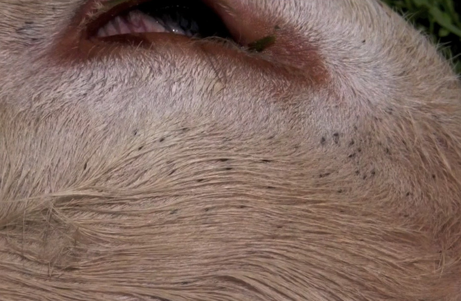 NADIS National Animal Disease Information Service