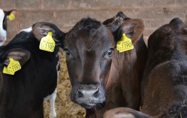 The Newborn Calf - Achieving the best start