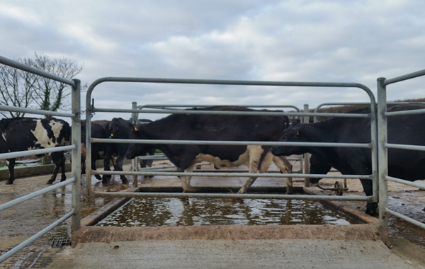 Foot bathing to prevent dairy cow lameness