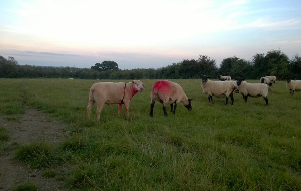 Flock Health Update