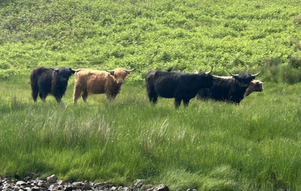 Herd Health Update