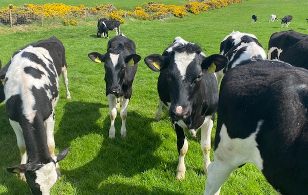 Herd Health Update