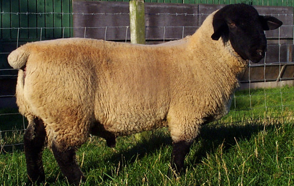 Mating for early lambing