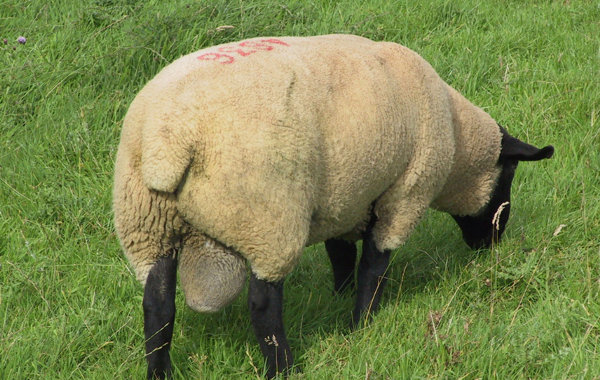 Ram Management