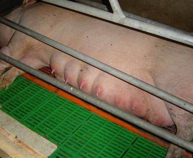 Dual Dry Swine Drying Agent