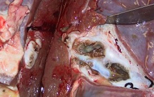 Liver fluke in cattle