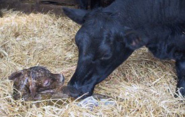 Long Bone Deformity in Calves