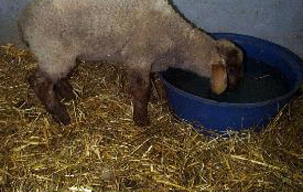 Nephrosis in lambs