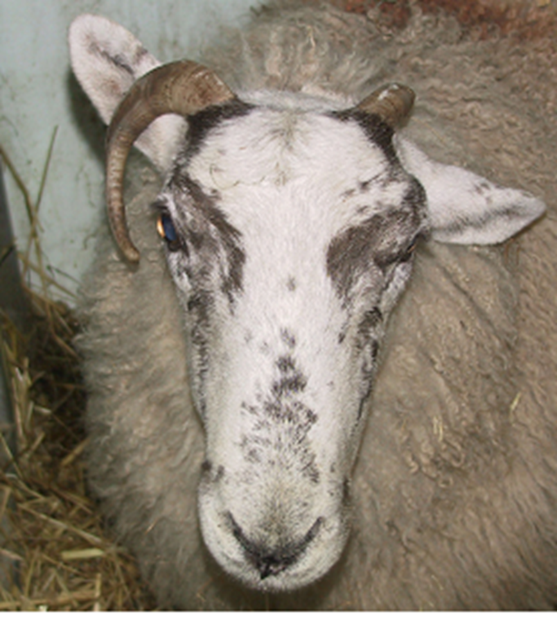 picture Listeria Symptoms In Goats nadis national animal disease