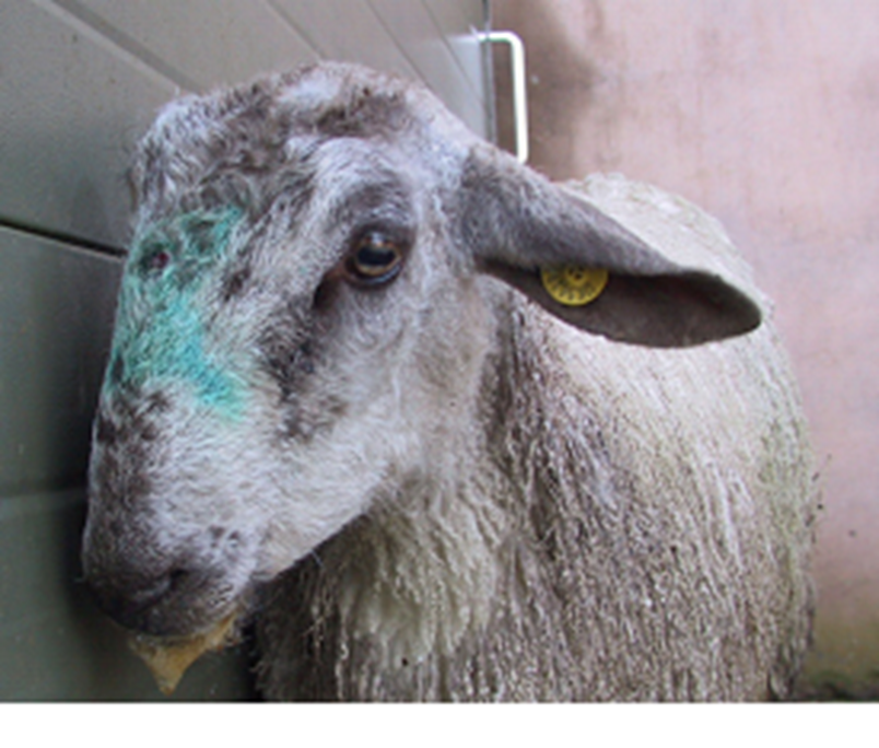 pic Listeria Symptoms In Goats nadis national animal disease
