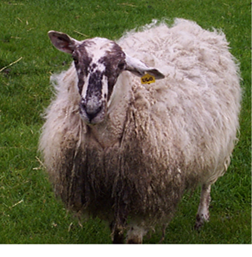 images Listeria Treatment In Sheep nadis national animal disease