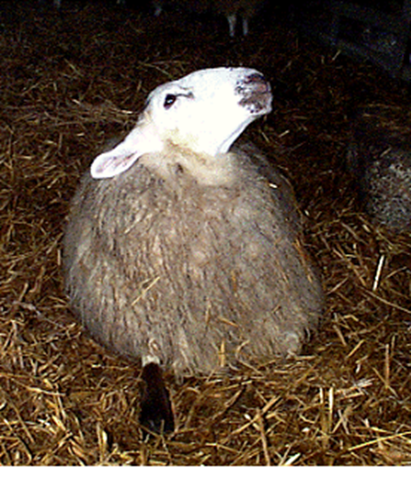 pic Listeria Treatment In Sheep nadis national animal disease