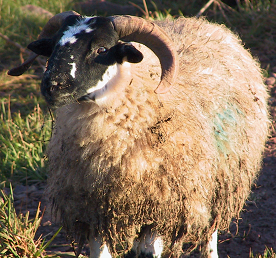 gid in sheep gid in sheep