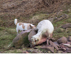 gid in sheep gid in sheep