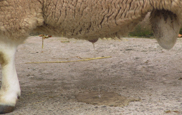 Ram Diseases: Pre and Post Sale