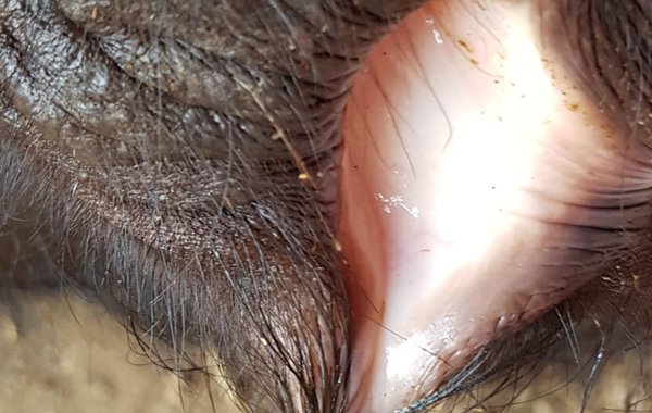 Babesiosis (Redwater Fever)