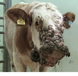 papillomatosis in cows