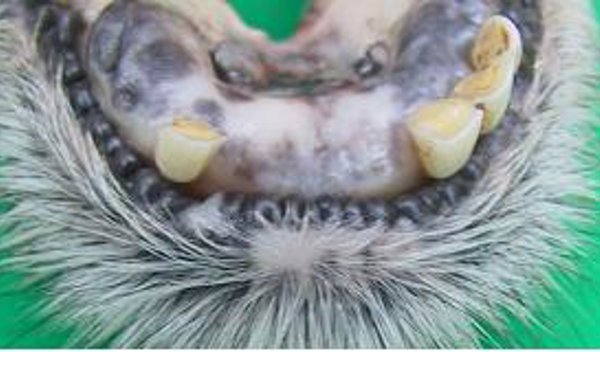 Tooth Problems