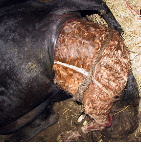 Bovine uterine prolapse - Wikipedia