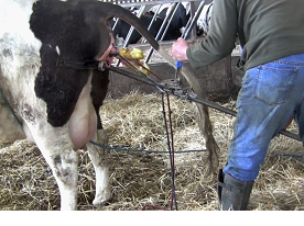 Calving assisted