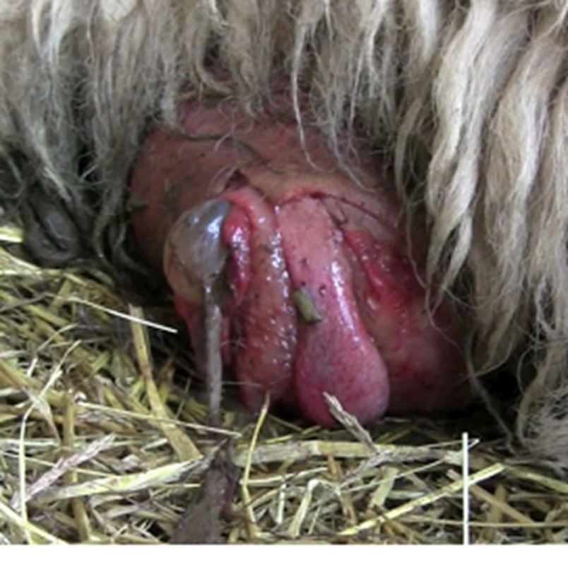 Vaginal and Cervical Prolapse in Cattle and Sheep - Reproductive