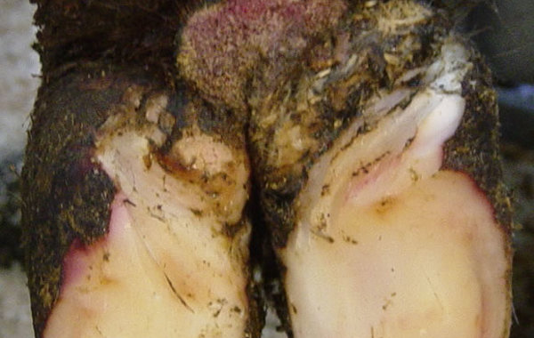 Digital Dermatitis