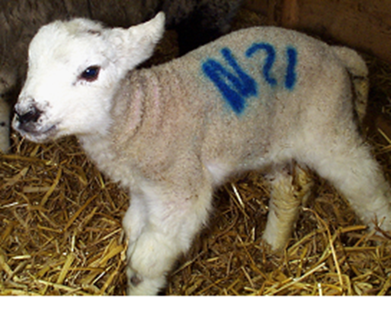 NADIS - National Animal Disease Information Service NADIS - National Animal Disease Information Service