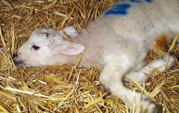 Newborn lamb diseases