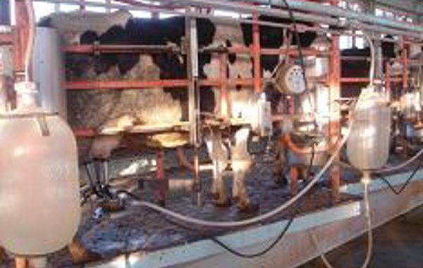 Good Parlour Routine