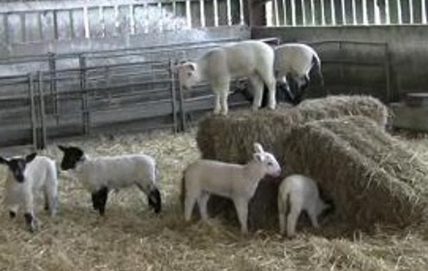 Fostering, Docking and Castration