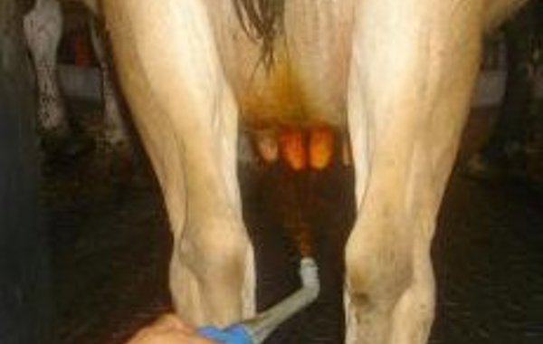 Teat Disinfection