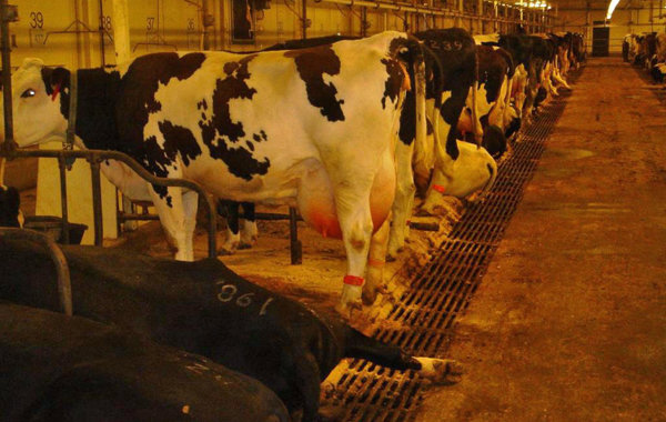 Environmental Mastitis