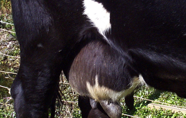 Summer Mastitis in Cattle