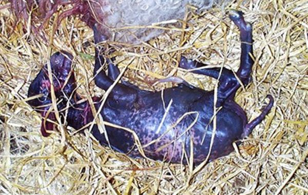 Abortion in Ewes