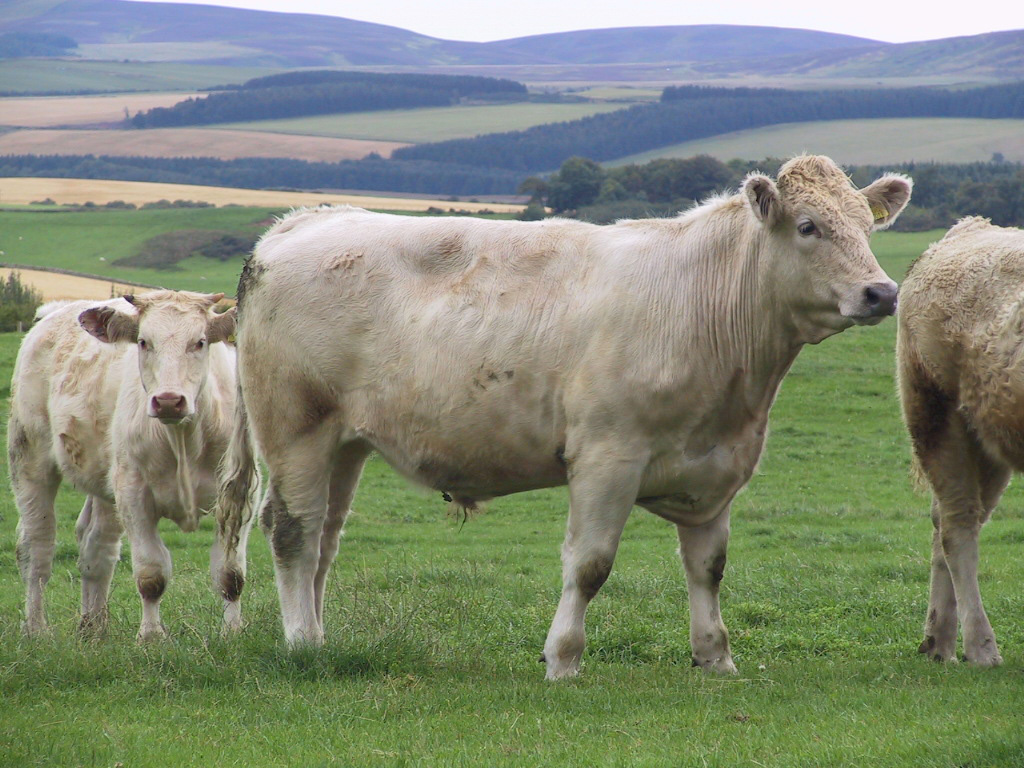 1 BVD introduced on previously closed herd