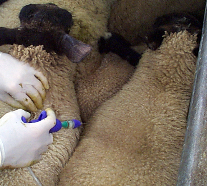 Clostridial Vaccination