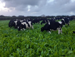 Figure 6 Grazing new mixed species ley.png