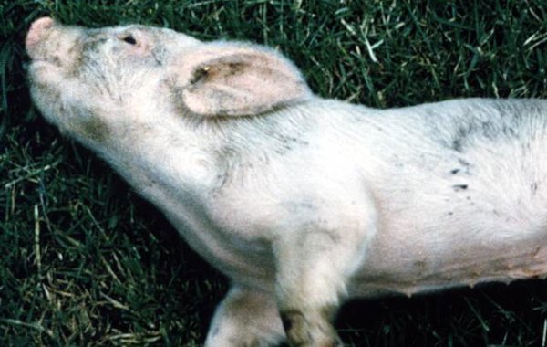 Clostridial Disease Overview