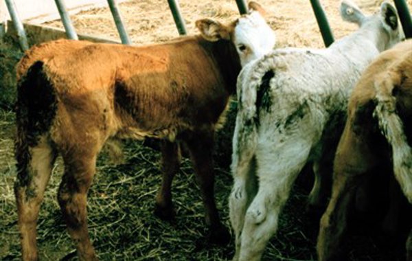 Coccidiosis in calves