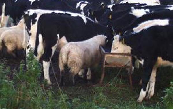 Copper Poisoning in Sheep