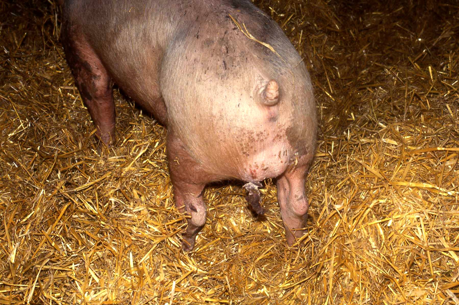 Erysipelas in Pigs: Causes, Signs and Methods of Treatment