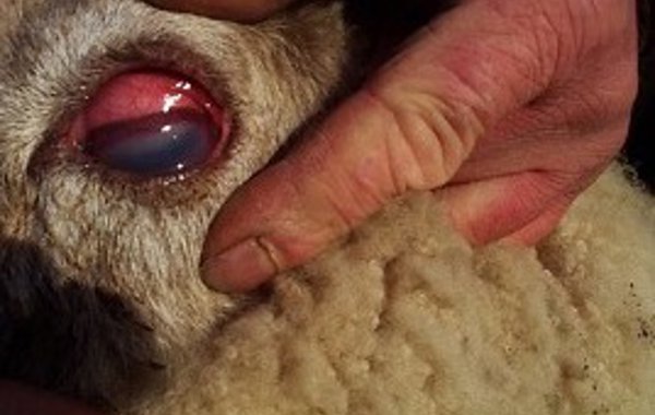 Eye Diseases in Sheep
