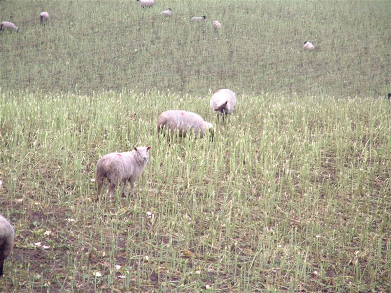 2 Feeding lambs rape and kale nitrate