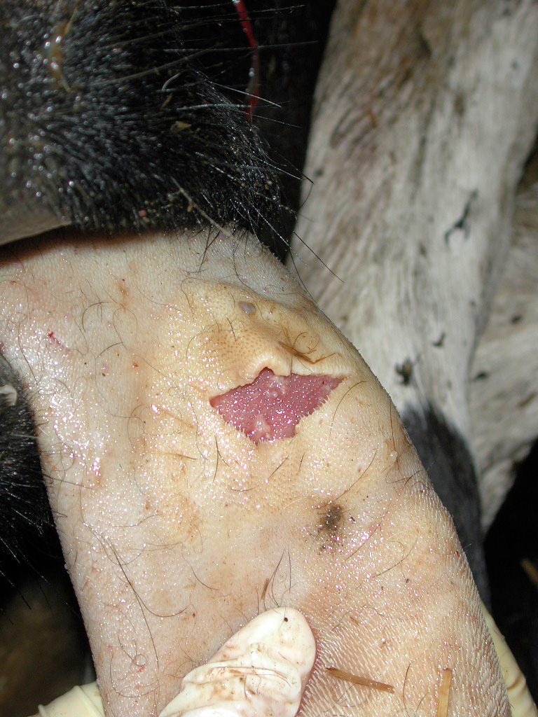 5 foot mouth disease fmd vesicle tongue