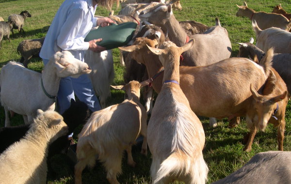 Goat Health 2 – Maintaining Health & Fitness