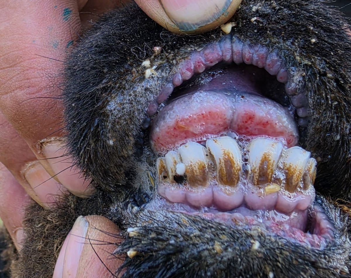 Bluetongue virus causing lesions on the dental pad - Rachel Forster.jpg