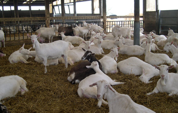 Goat Health 3 - Endoparasites