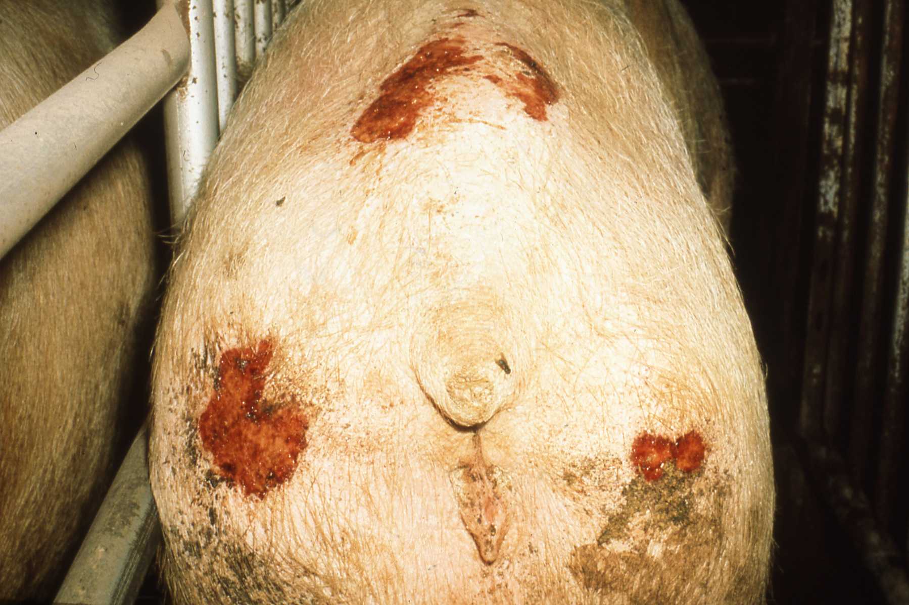 Piggy tips, INFECTION